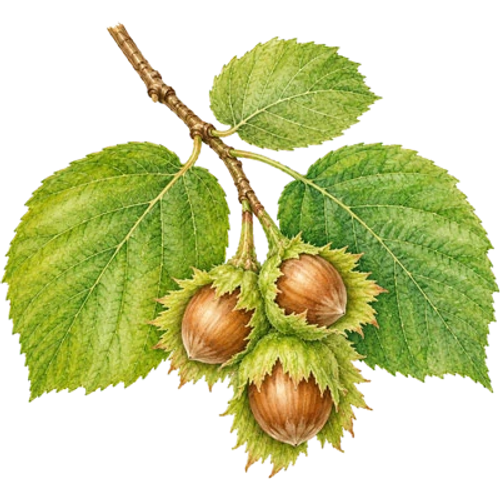 Frutos secos
