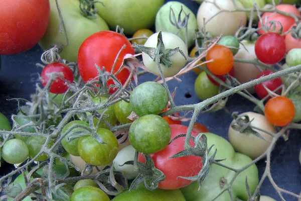 Tomates maduros y verdes