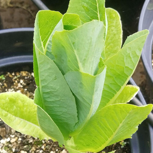 Lechuga romana joven con hojas erguidas y alargadas