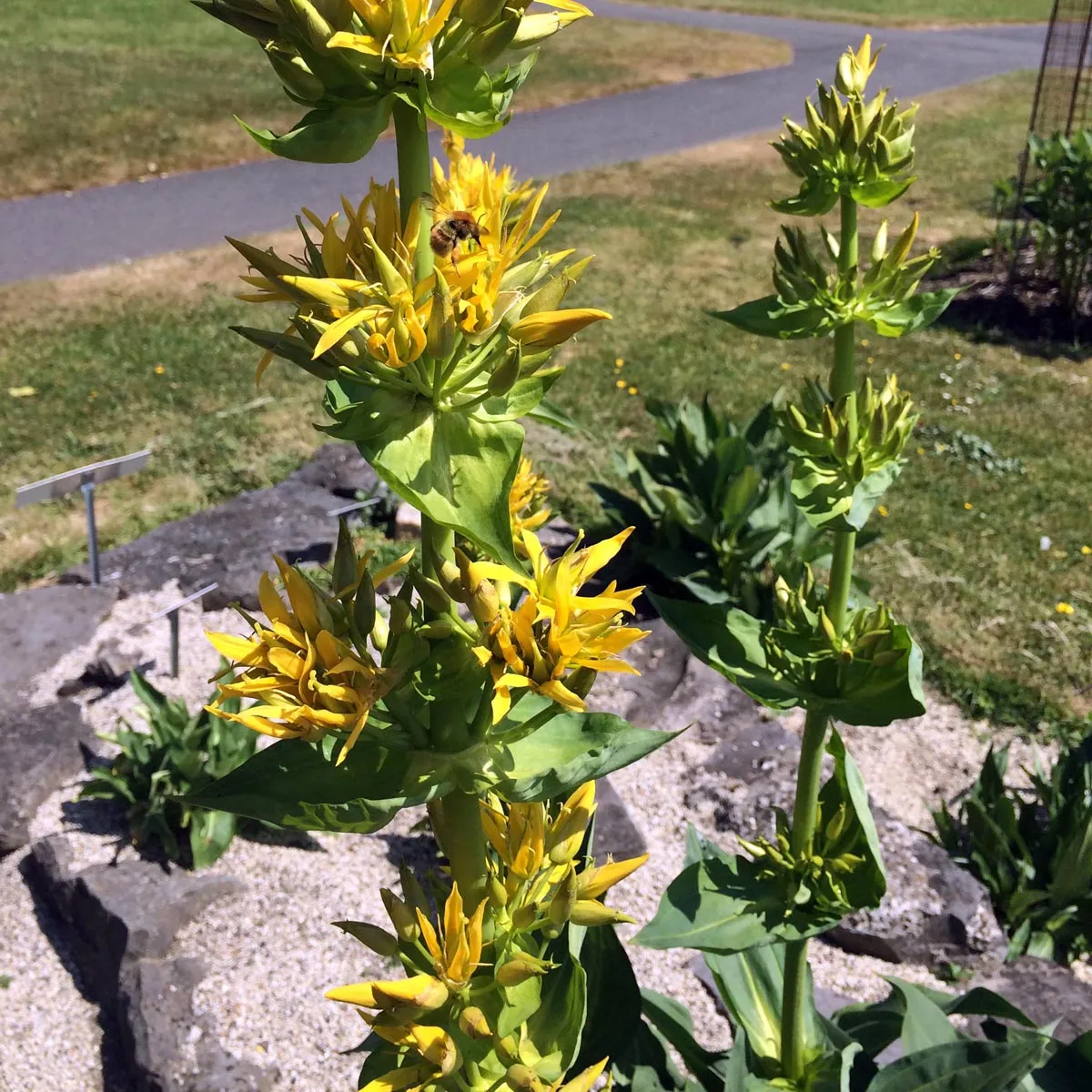 Gelber Enzian (Gentiana lutea) Bio Saatgut