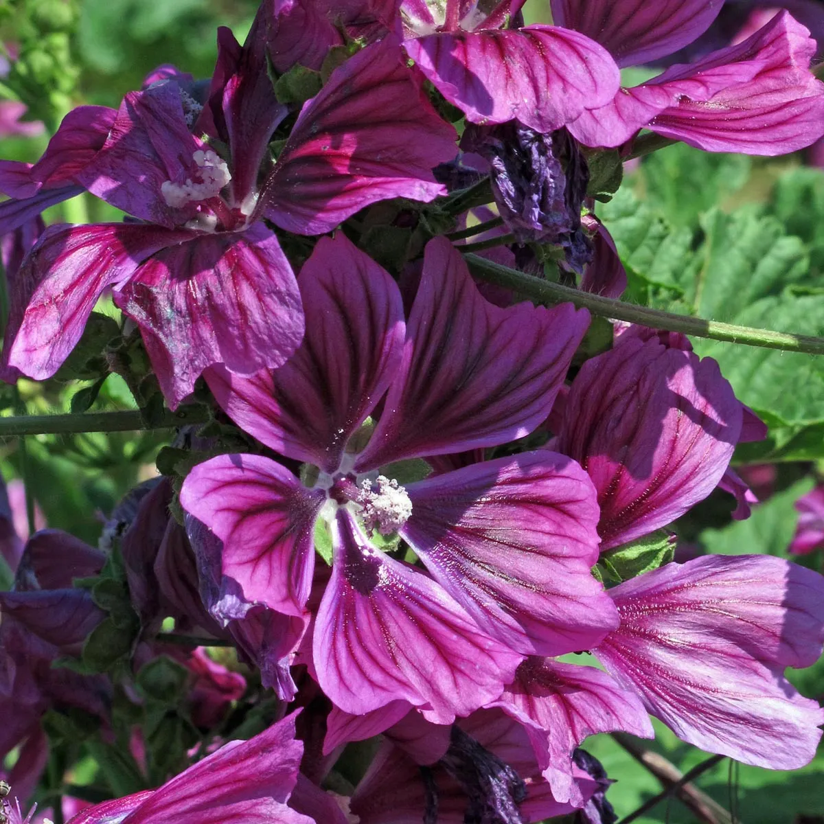 Mauretanische Malve (Malva sylvestris ssp. mauritiana) Bio