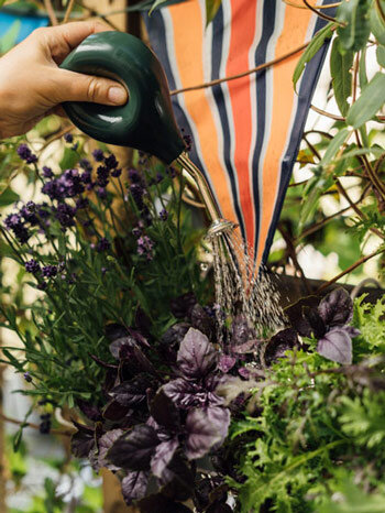 Hierbas aromáticas en una bolsa de cultivo colgante regadas con una pequeña regadera