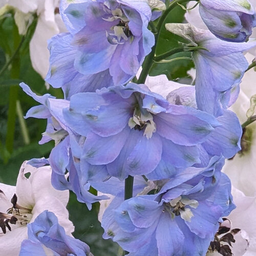 Espuela de caballero (Delphinium cultorum) con flores azul claro