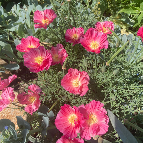 Amapola de California 'Rose Chiffon' (Eschscholzia californica) con flores rosas
