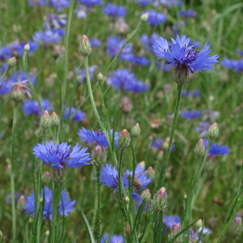 Acianos (Centaurea cyanus) con flores azul intenso y capullos en un prado