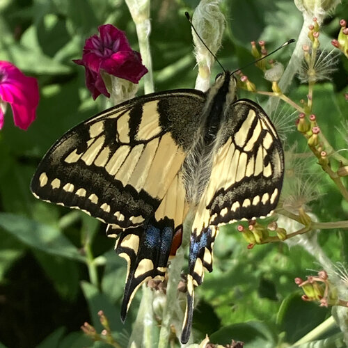 Mariposa macaón libando en una flor, junto a flores rosas