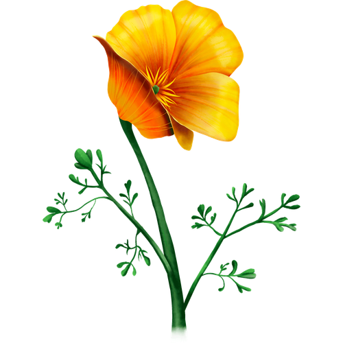 Amapola de California