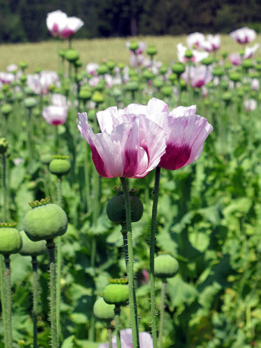 Adormidera (Papaver somniferum) con flores blanco violeta y cápsulas verdes en un campo