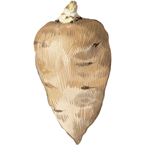 Patata y tupinambo