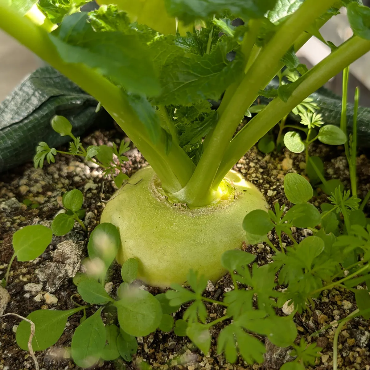 Mairüben 'Platte Witte Mei' (Brassica rapa subsp. rapa var. majalis) Samen