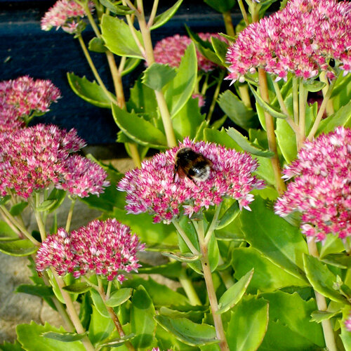 Sedum (Sedum spectabile) con inflorescencias rosas, en una se posa un abejorro