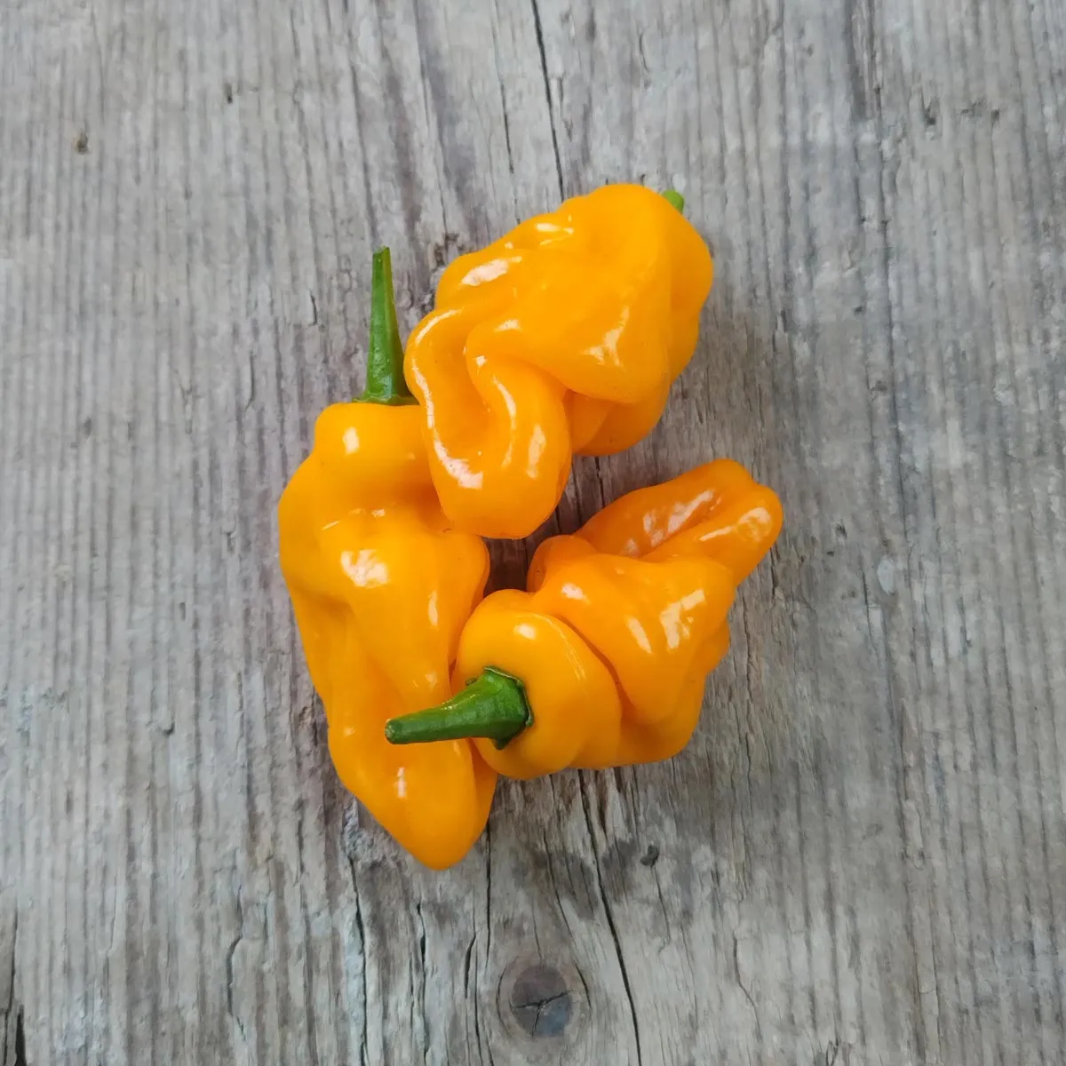 Milder Chili 'Trinidad Perfume' (Capsicum chinense ) Samen
