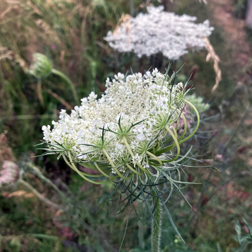 Zanahoria silvestre (Daucus carota) con delicada umbela de flores blancas