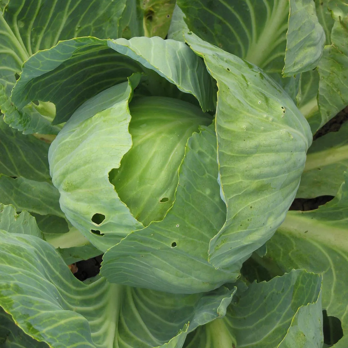Weisskohl 'Dottenfelder Dauer' (Brassica oleracea convar.capitata var.alba) Bio Saatgut