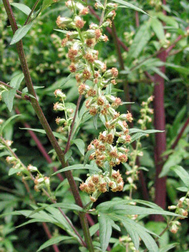 Artemisa común (Artemisia vulgaris) con pequeñas cabezuelas en tallos rojizos