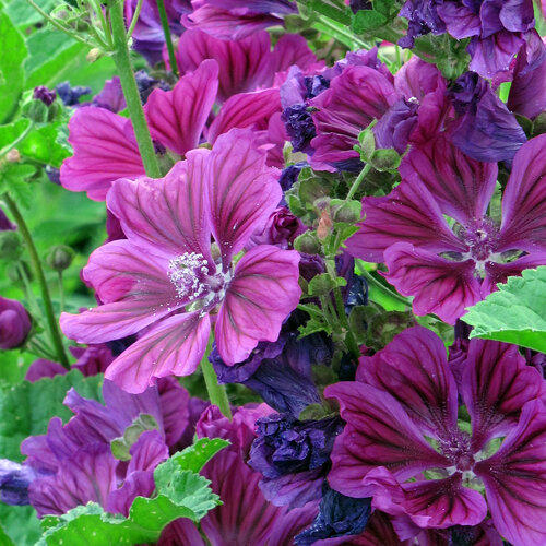Malva de Mauritania con flores violetas de nervios oscuros