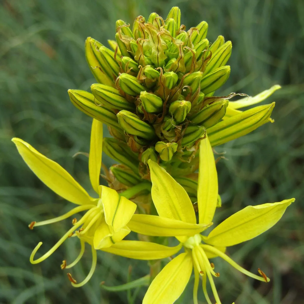 Junkerlilie 'Yellow' (Asphodeline lutea) Samen