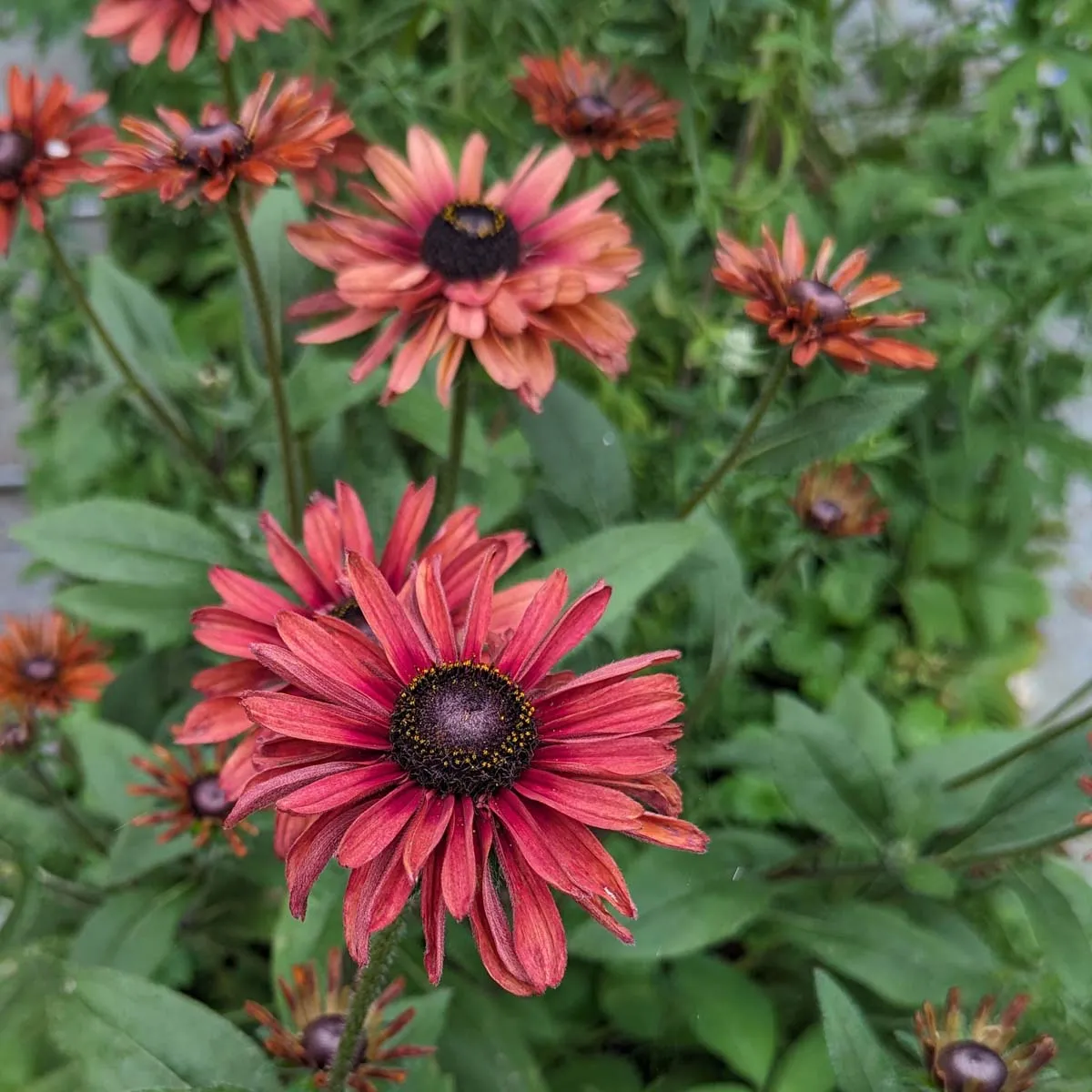 Rauer Garten-Sonnenhut 'Sahara' (Rudbeckia hirta) Samen