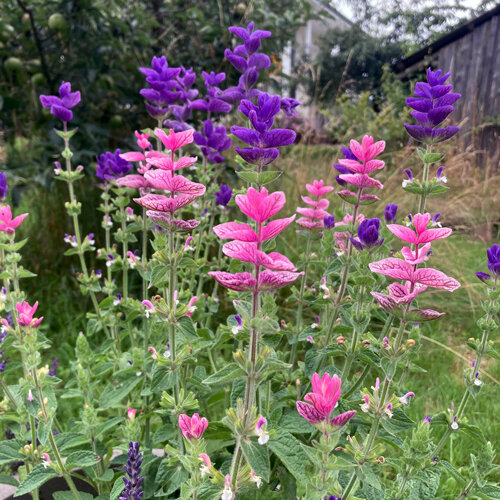 Salvia viridis con brácteas rosas y moradas en el jardín