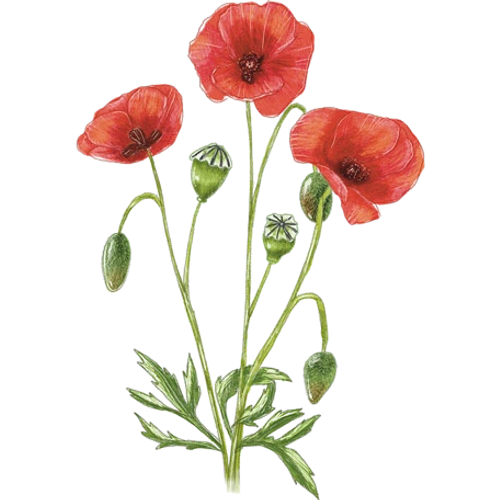 Amapolas