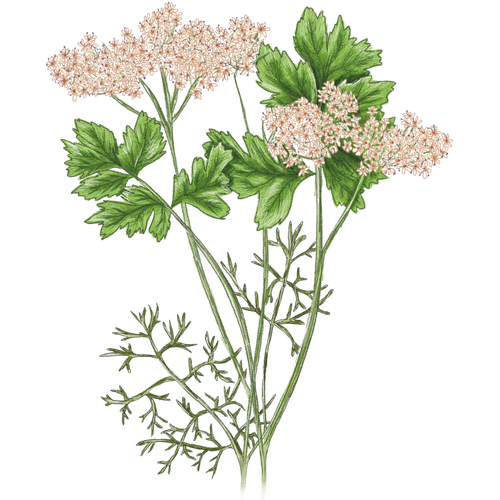 Variedades de cilantro