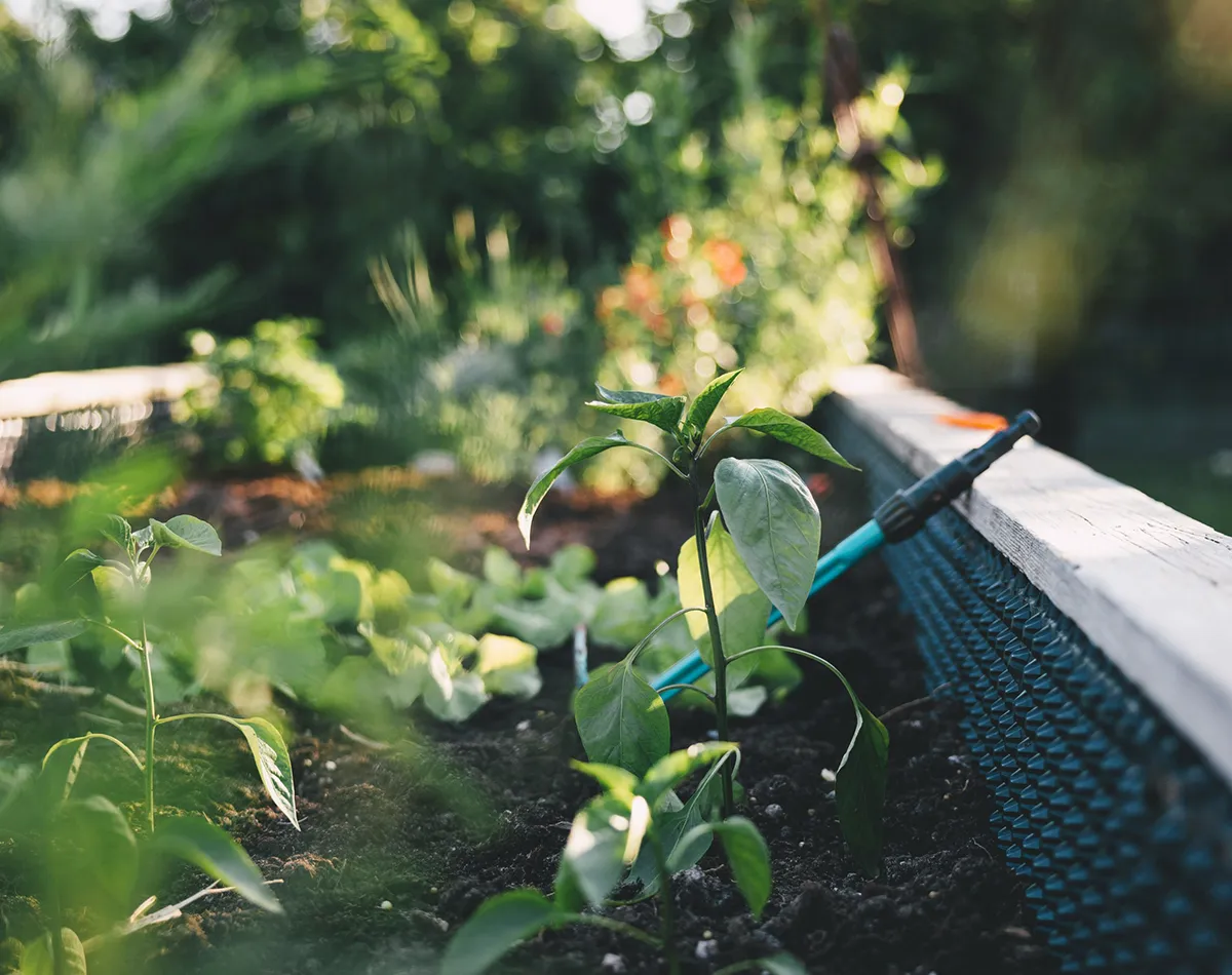 Perfectas para las camas de cultivo