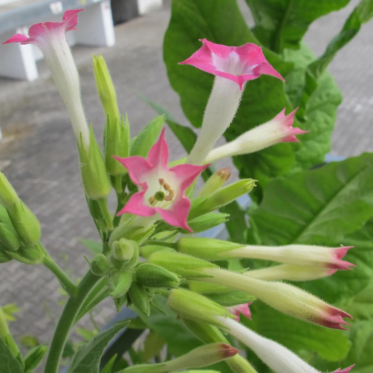 Virginia Tabak 'Virginia Gold' (Nicotiana tabacum) Samen