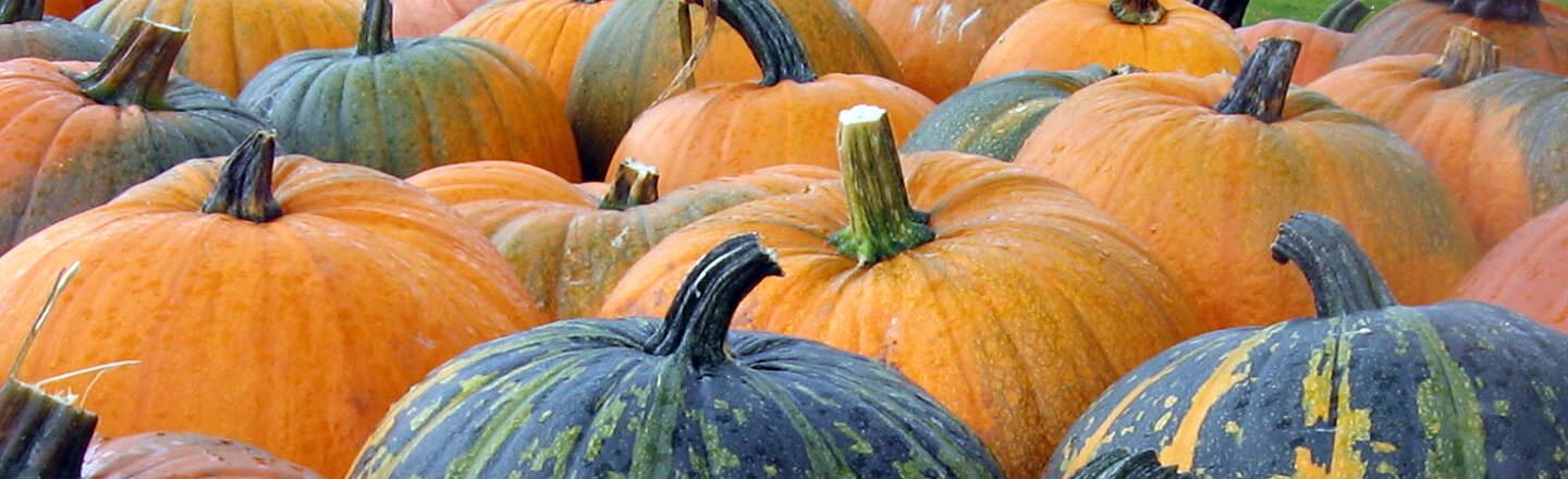Muchas calabazas naranjas y verdes muy juntas