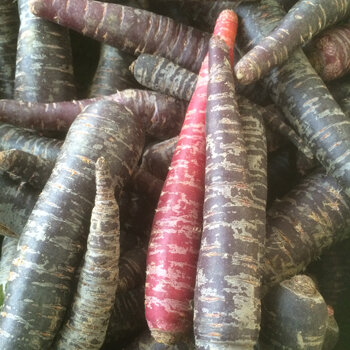 Zanahorias moradas y rojas como ejemplo de verduras de raíz