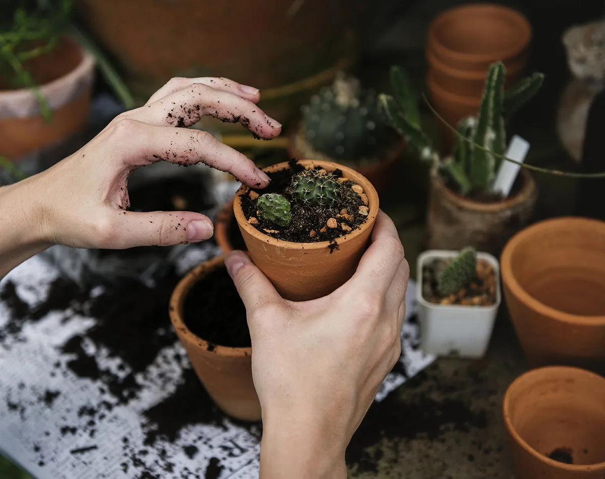 Siembra de cactus