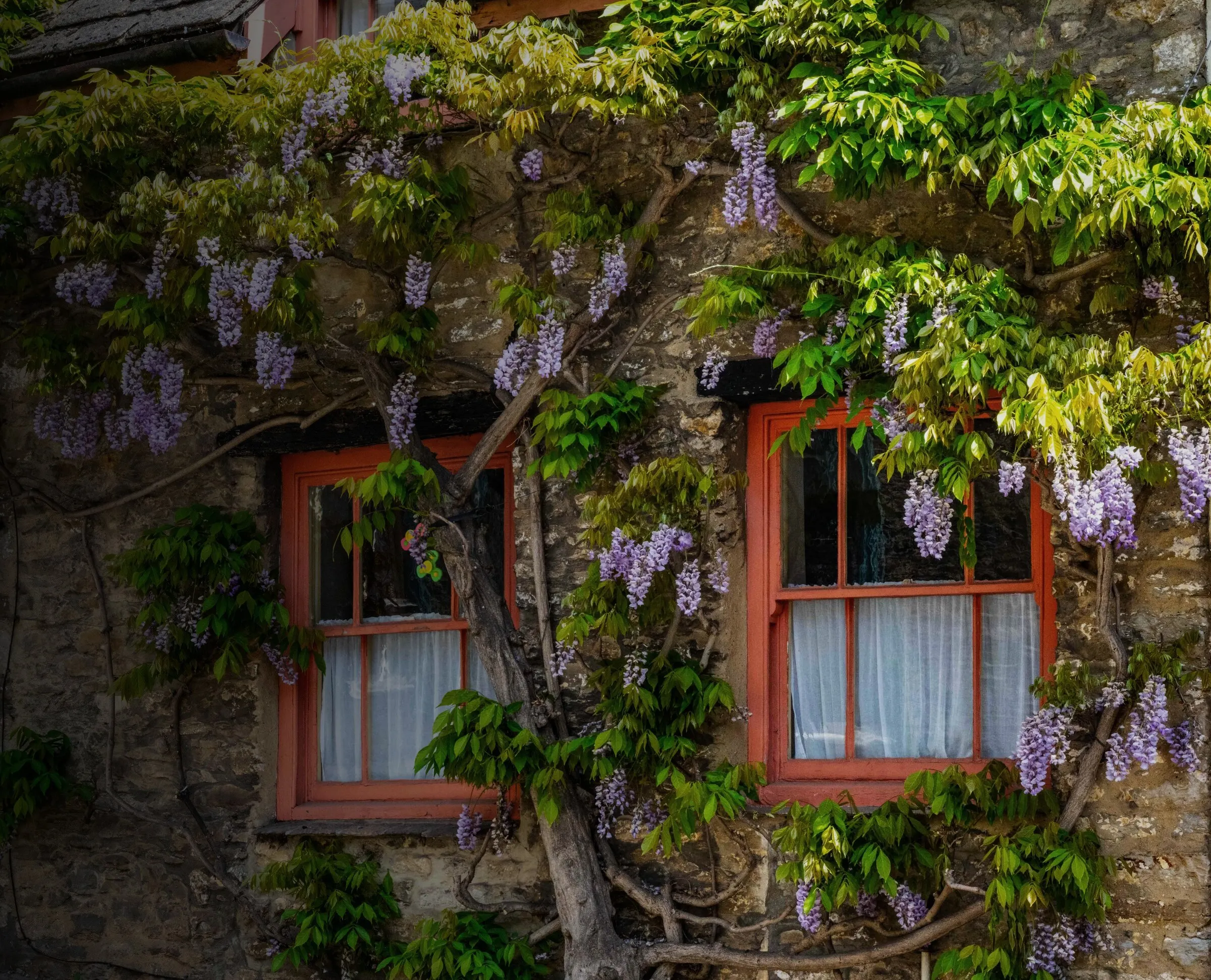Hausfassade mit Blauregen und Kletterpflanzen um rote Fensterrahmen