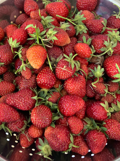 Fresas recién recogidas en un colador