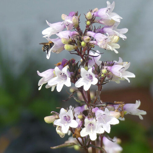 Penstemon 'Mystica' con flores acampanadas blanco lila y una abeja