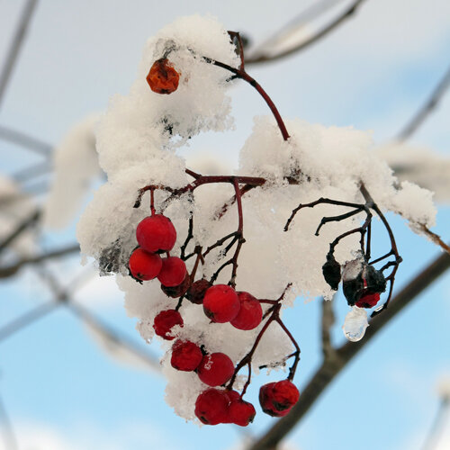 Bayas rojas cubiertas de nieve en ramas desnudas bajo un cielo invernal azul