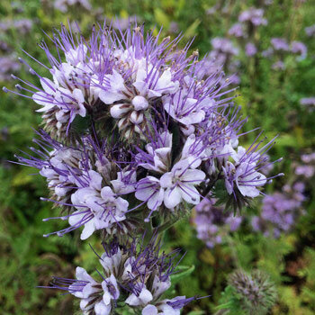 Inflorescencia lila de Facelia (Phacelia tanacetifolia)