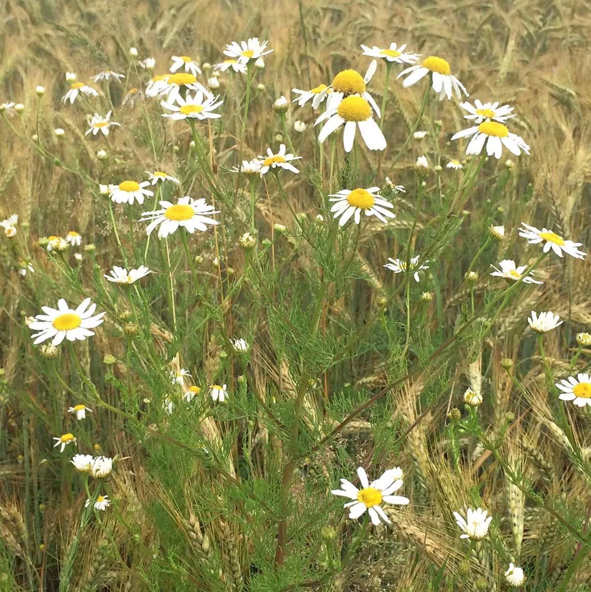 Wildblumen-Mischung (10g passend für ca. 5m² Fläche) Bio