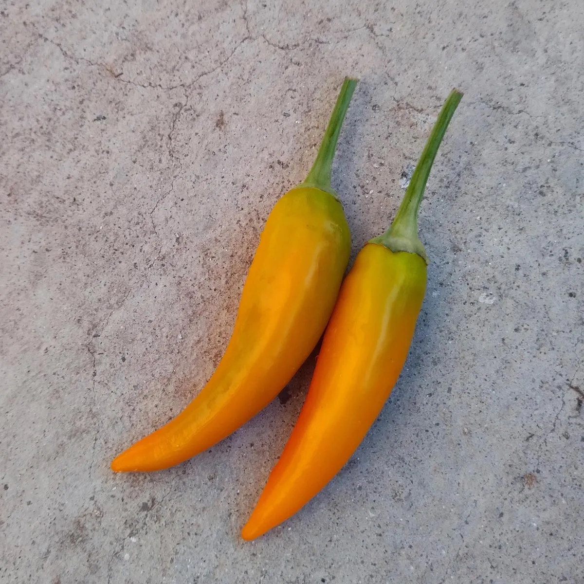 Chili 'Bulgarian Carrot' (Capsicum annuum) Samen