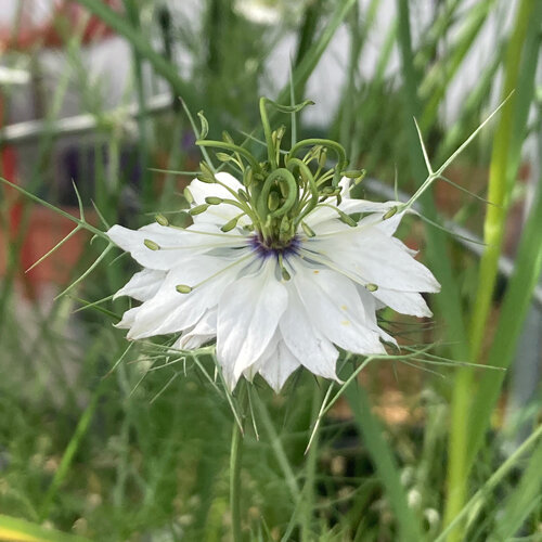 Flor blanca de arañuela (Nigella damascena) con brácteas finamente divididas