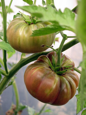 Tomates carnosos