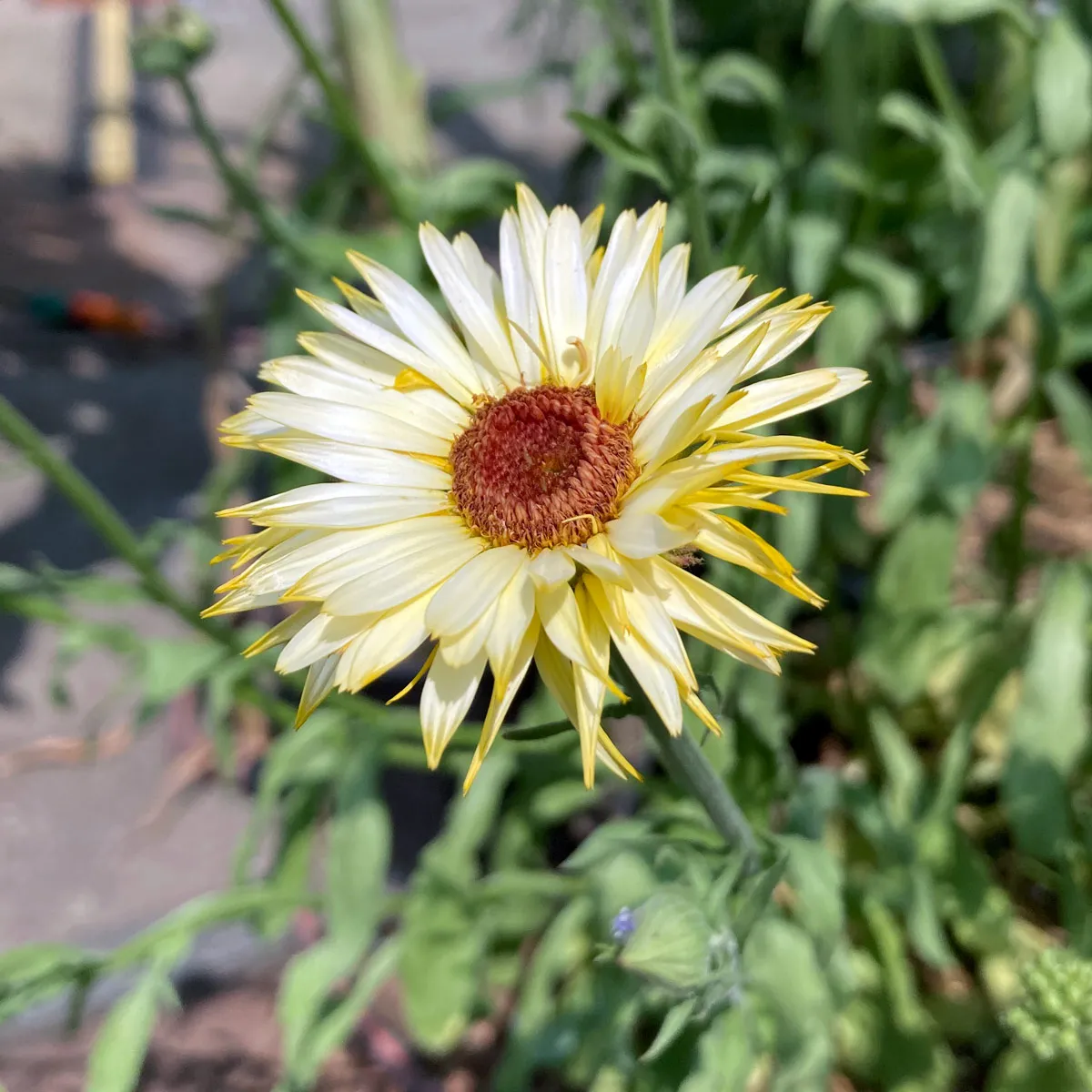 Hellgelbe Ringelblume 'Lemon Cream' (Calendula officinalis) Samen
