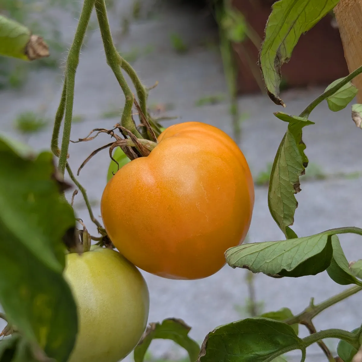 Turkmenische Fleischtomate 'Herz von Aschgabat' / 'Serdtse Ashkhabada' (Solanum lycopersicum) Samen