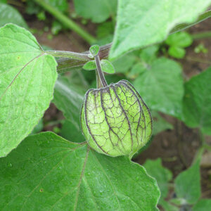 Physalis con cáliz verde en forma de farolillo en la planta