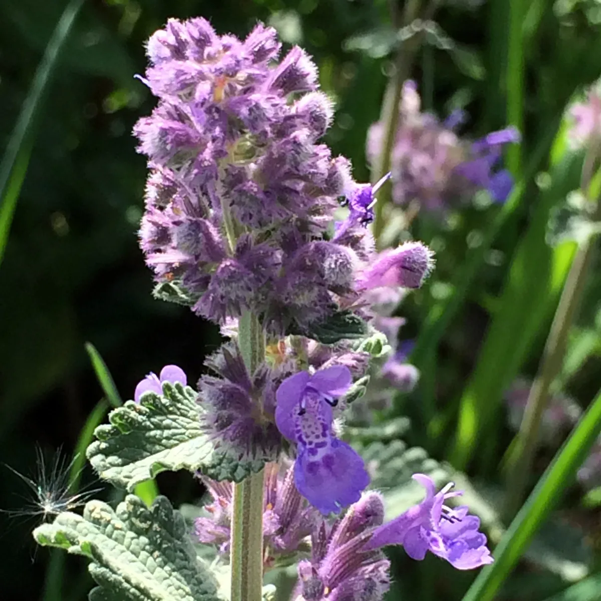 Katzenminze (Nepeta cataria) Bio Saatgut