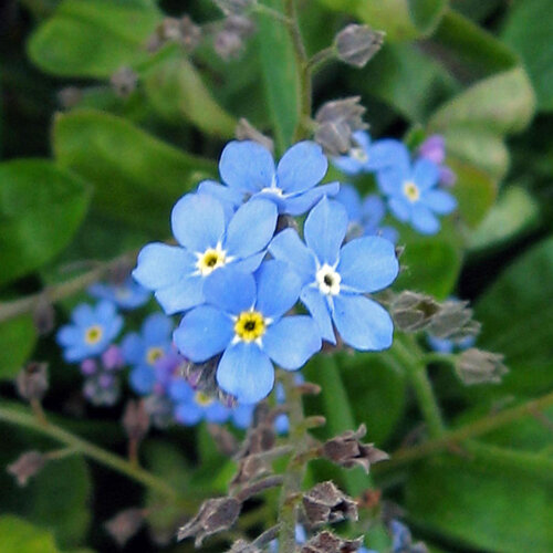 Flores azul cielo de la nomeolvides (Myosotis sylvatica)