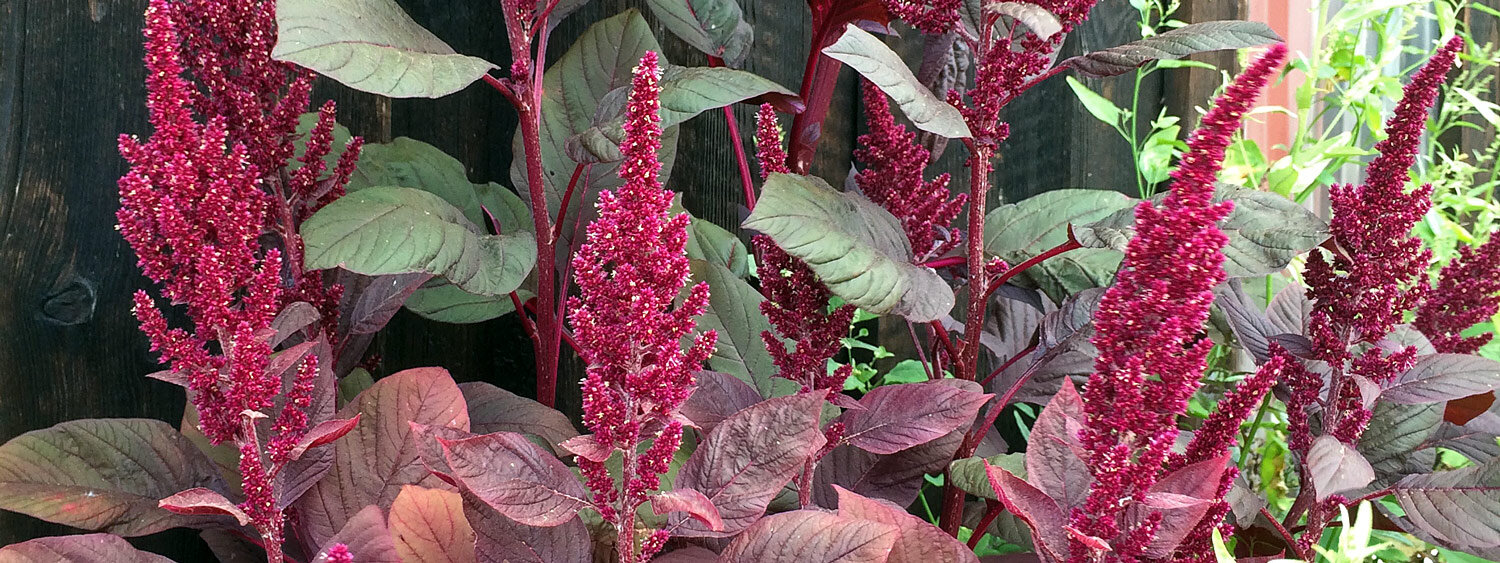 Bledo (Amaranthus lividus)