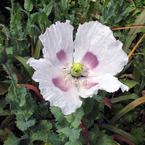 Flor de amapola blanca con manchas violetas en la base