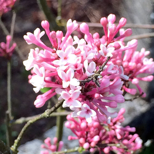 Viburno fragante (Viburnum farreri) con ramilletes de flores rosas en ramas desnudas