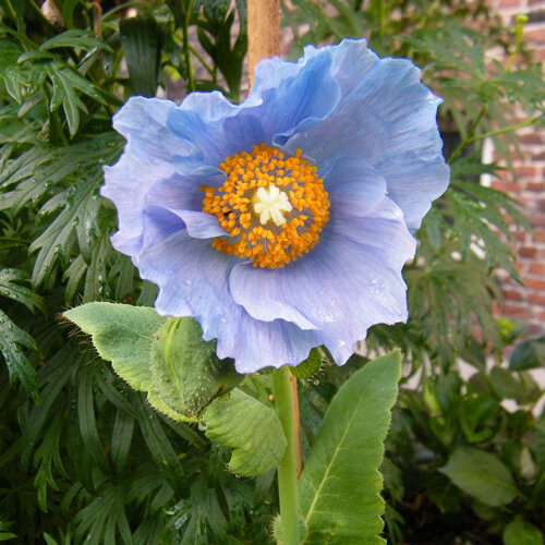 Flor azul cielo de la amapola azul del Himalaya (Meconopsis betonicifolia) con estambres amarillos