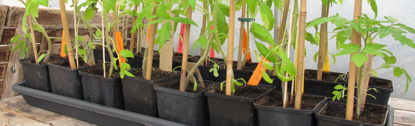 Plantones de tomate