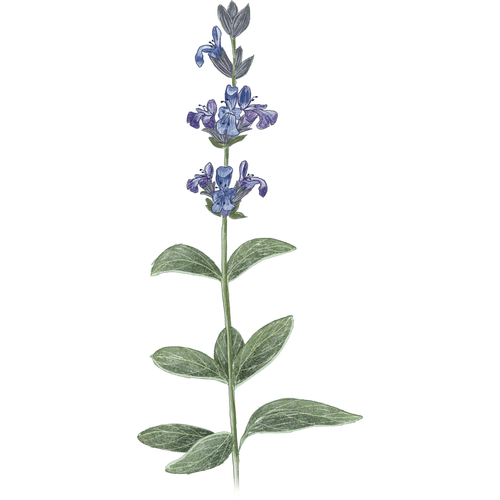 Salvia